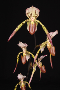 Paph. Stone Eridans SVO